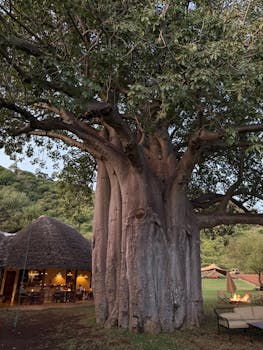 A grand baobab tree stands tall near a rustic lodge in a verdant setting, perfect for eco-travel enthusiasts.